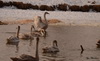 Лебеди в Апшеронске