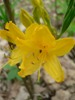 Желтый цветок
